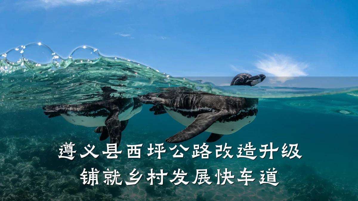 遵义县西坪公路改造升级 铺就乡村发展快车道