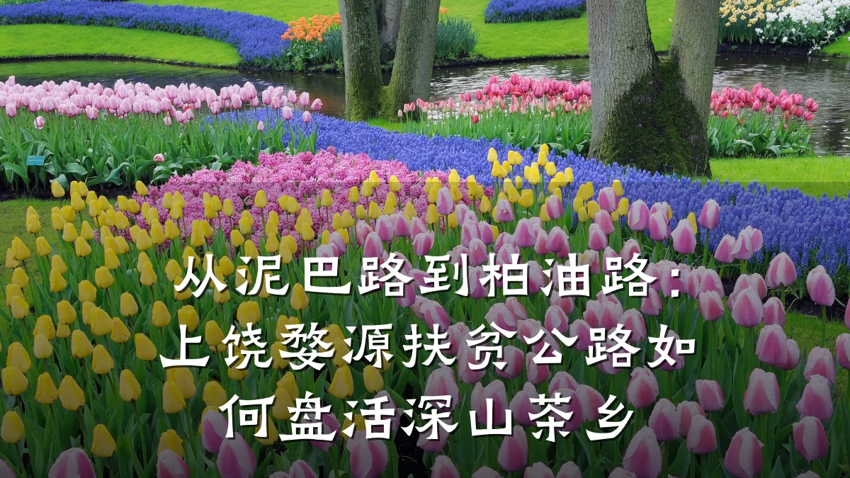 从泥巴路到柏油路:上饶婺源扶贫公路如何盘活深山茶乡
