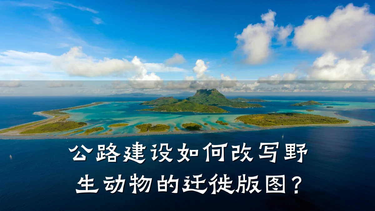 公路建设如何改写野生动物的迁徙版图?