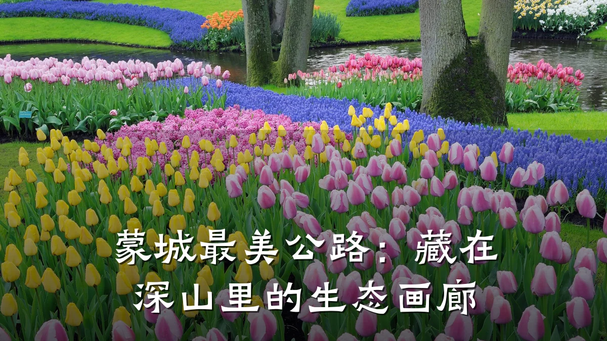 蒙城最美公路:藏在深山里的生态画廊