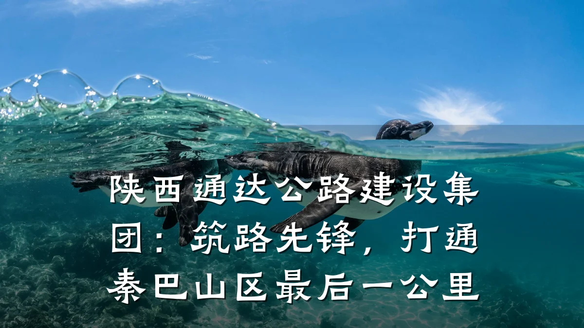 陕西通达公路建设集团：筑路先锋，打通秦巴山区最后一公里