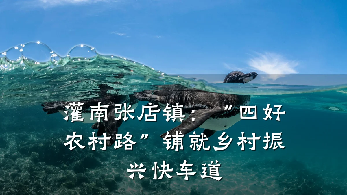 灌南张店镇:“四好农村路”铺就乡村振兴快车道