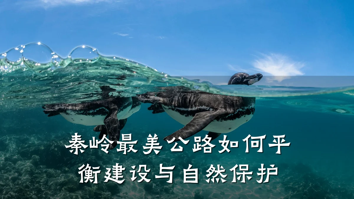 秦岭最美公路如何平衡建设与自然保护