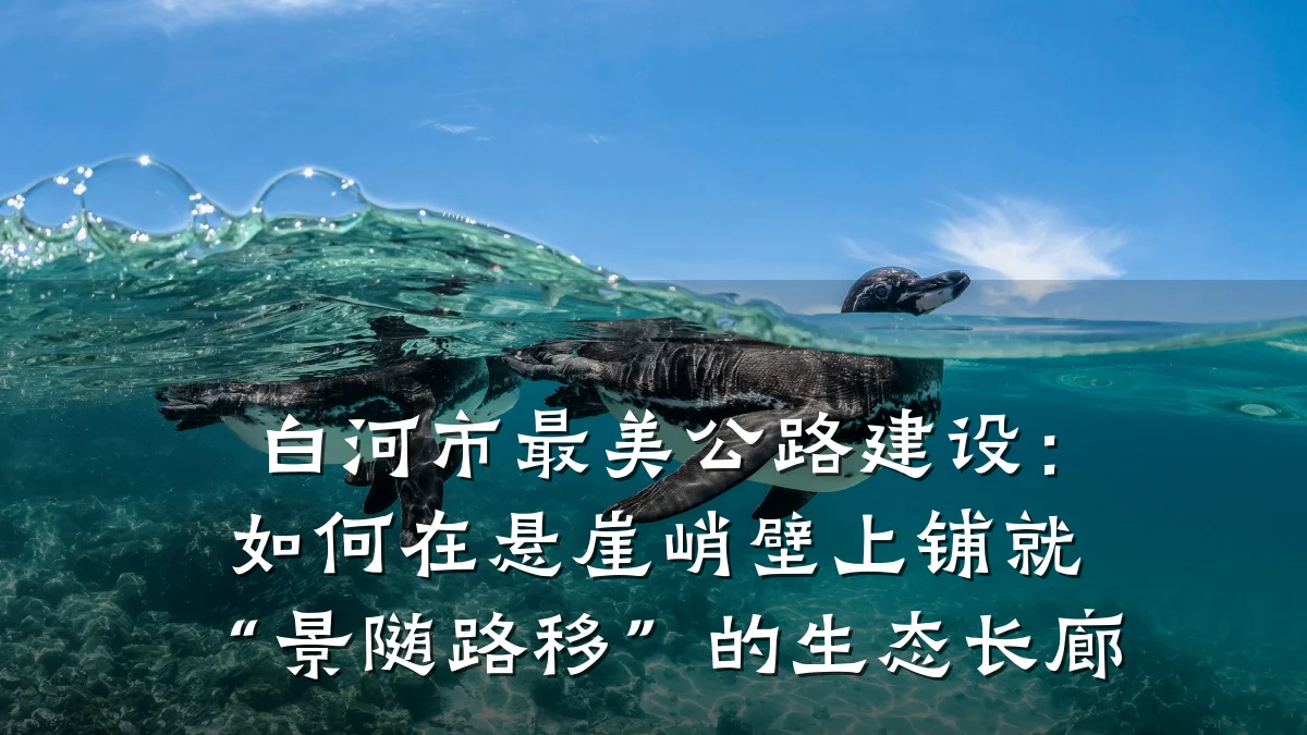 白河市最美公路建设:如何在悬崖峭壁上铺就“景随路移”的生态长廊