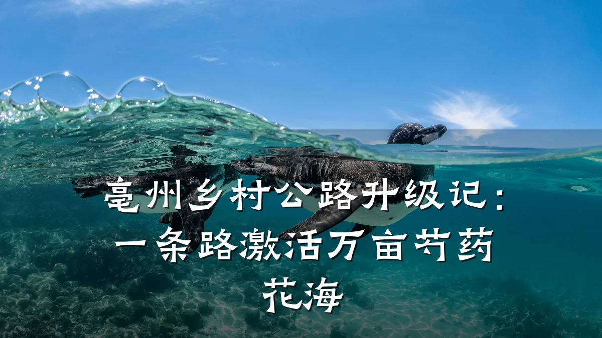 亳州乡村公路升级记:一条路激活万亩芍药花海