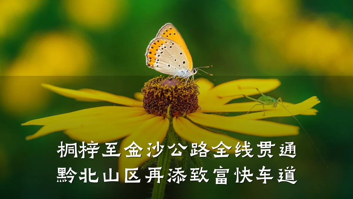 桐梓至金沙公路全线贯通 黔北山区再添致富快车道