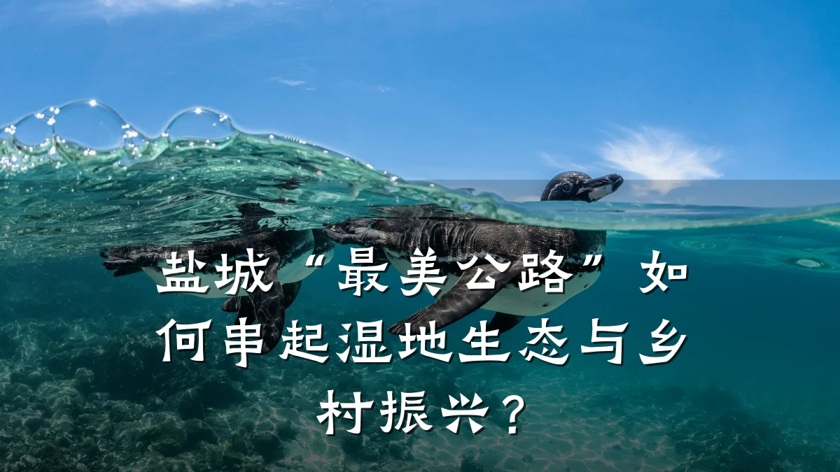 盐城“最美公路”如何串起湿地生态与乡村振兴?