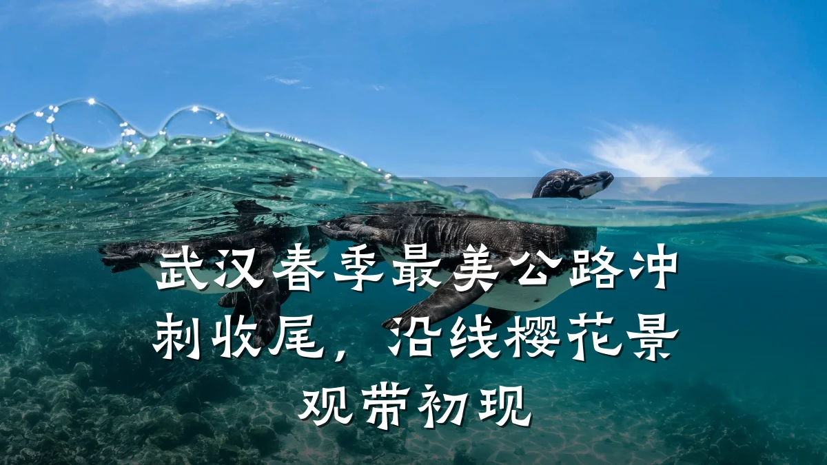 武汉春季最美公路冲刺收尾,沿线樱花景观带初现