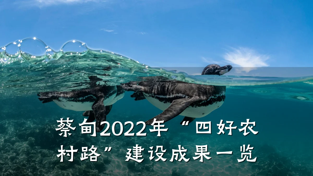 蔡甸2022年“四好农村路”建设成果一览