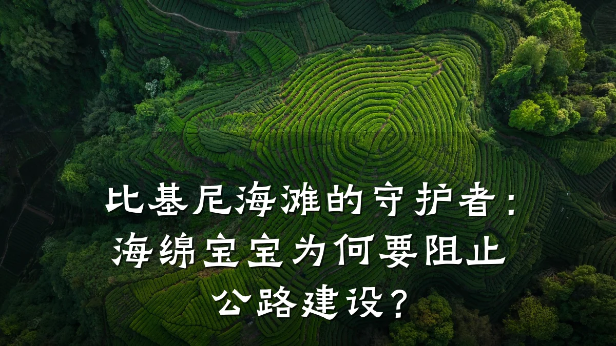 比基尼海滩的守护者:海绵宝宝为何要阻止公路建设?