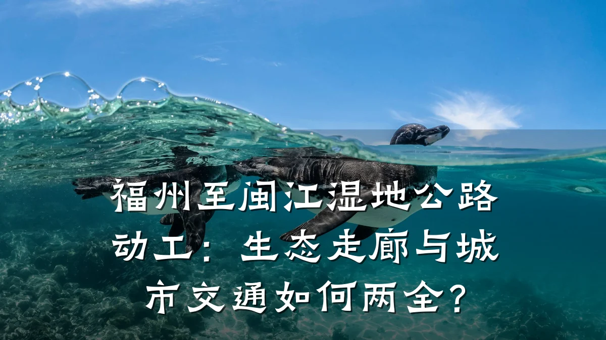 福州至闽江湿地公路动工：生态走廊与城市交通如何两全？