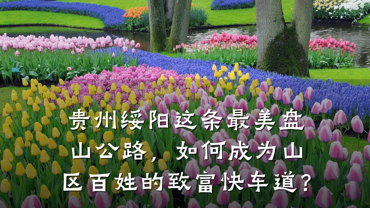 贵州绥阳这条最美盘山公路,如何成为山区百姓的致富快车道?