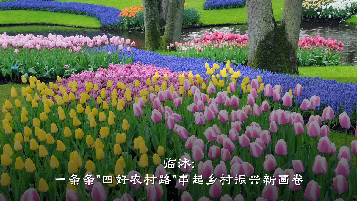 临沭: 一条条"四好农村路"串起乡村振兴新画卷