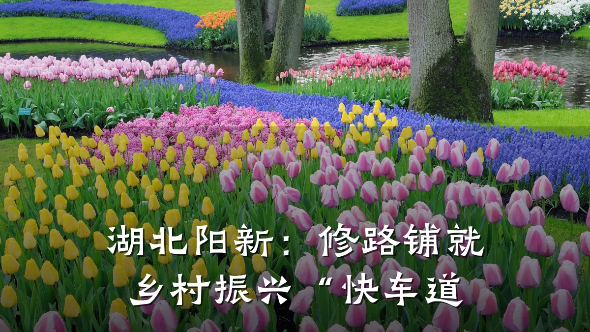 湖北阳新:修路铺就乡村振兴“快车道